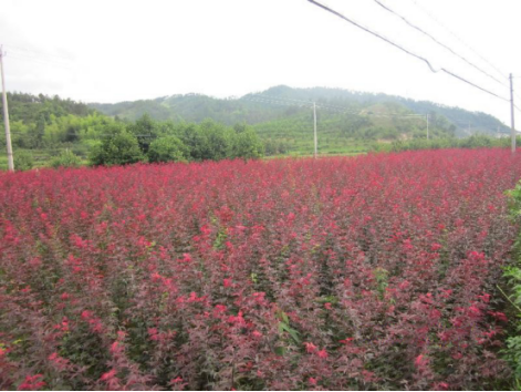 种植红枫技术要点_红枫种植技术_红枫种植技术视频