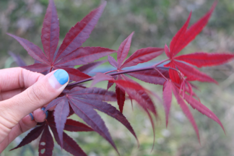 红枫种植技术_红枫种植技术视频_种植红枫技术要点