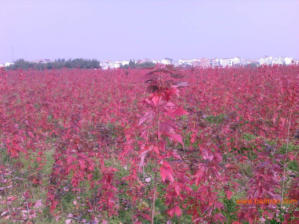 种植红枫技术与管理_种植红枫技术要点_红枫种植技术