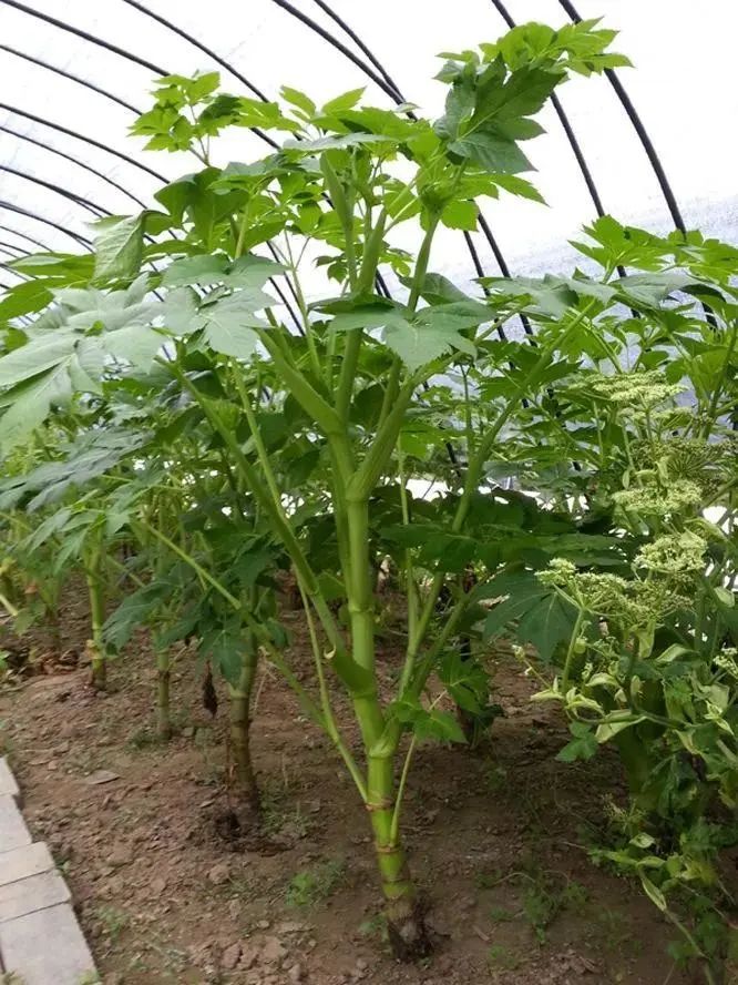 种鸡育种技术_鸡的如何种植技术_鸡怎么种植