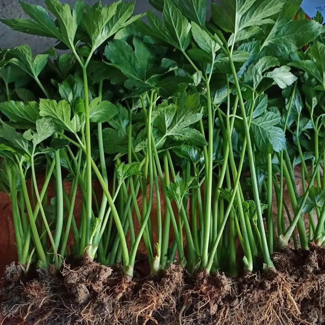 鸡怎么种植_种鸡育种技术_鸡的如何种植技术