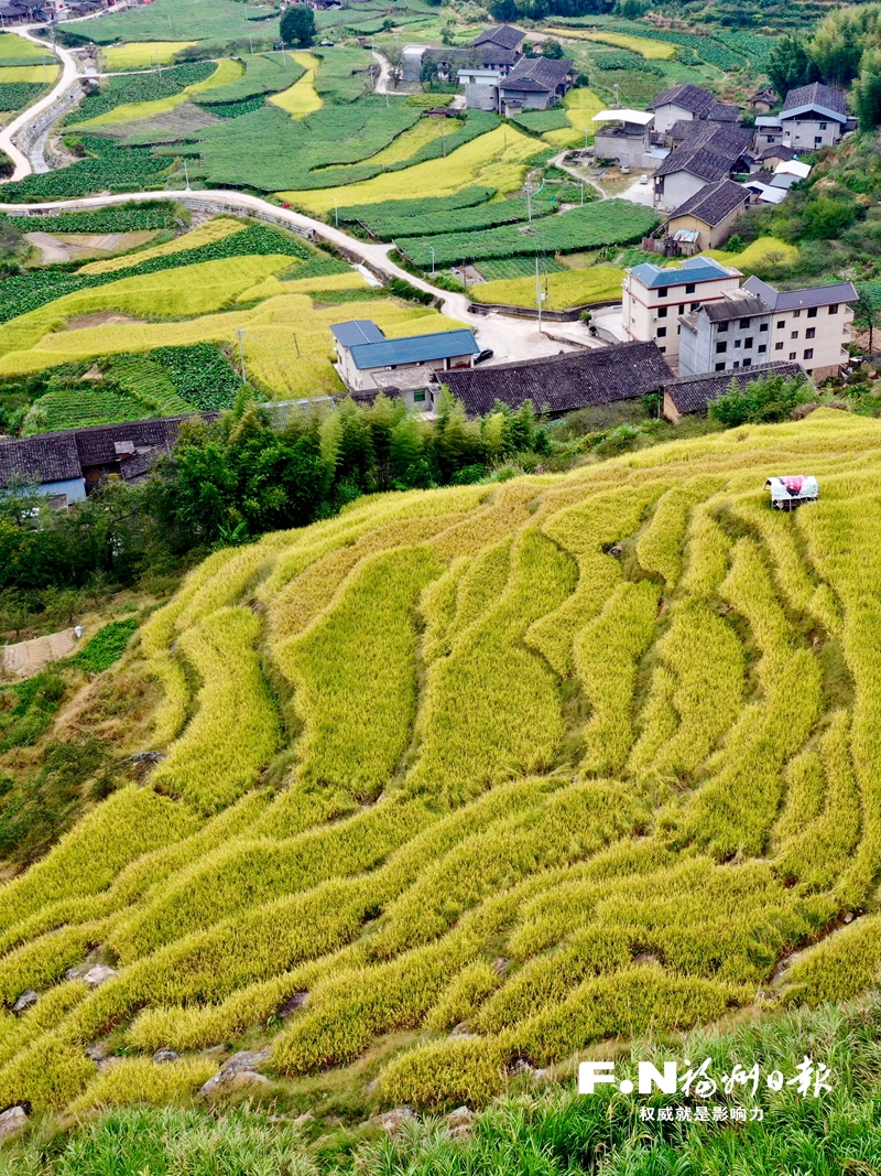 稻浪翻滚果飘香 榕城“丰”景美如画