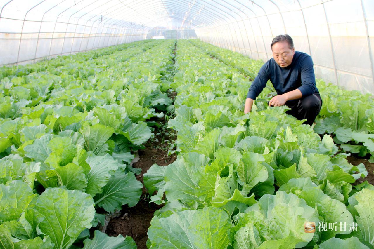 卖菜致富致富经_致富经卖菜大姐赚大线_致富经菜市场