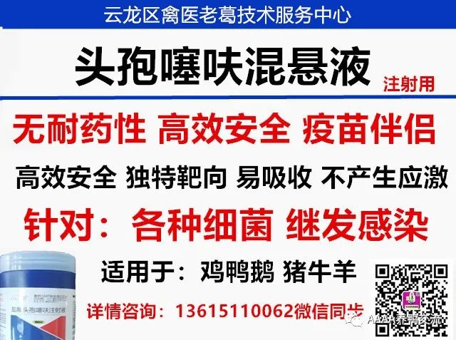 鹅养殖技术教材_鹅的 39 养殖技术_鹅养殖技术视频