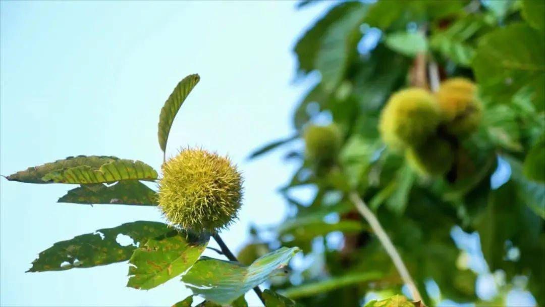 板栗种植致富_致富种植板栗视频_致富种植板栗怎么样