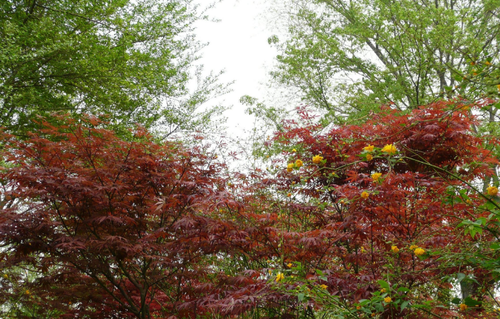 怎样种植红枫_种植红枫技术要求_红枫种植技术