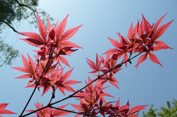 怎样种植红枫_红枫种植技术_种植红枫技术要求