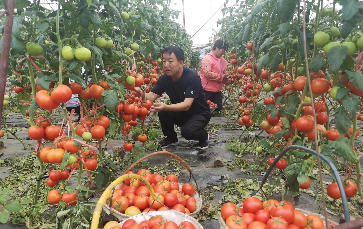 卖菜发家致富_卖菜致富致富经_致富经卖菜