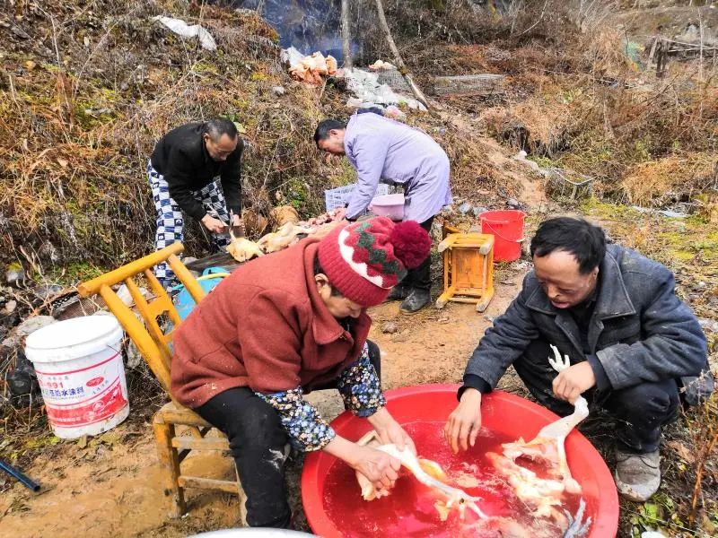 养殖土鸡视频全集视频播放_土鸡养殖技术下载_土鸡养殖技术网