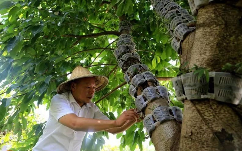 种植板栗效益如何_种植板栗赚钱吗_板栗种植效益致富