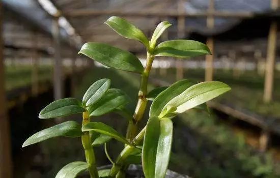 种植板栗赚钱吗_板栗种植效益致富_种植板栗效益如何