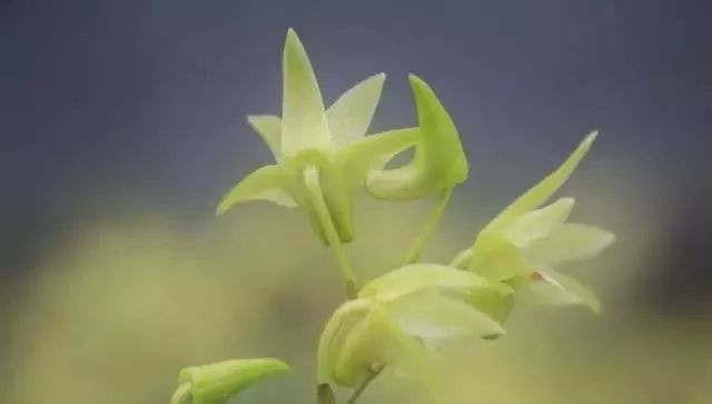 种植板栗效益如何_板栗种植效益致富_种植板栗赚钱吗