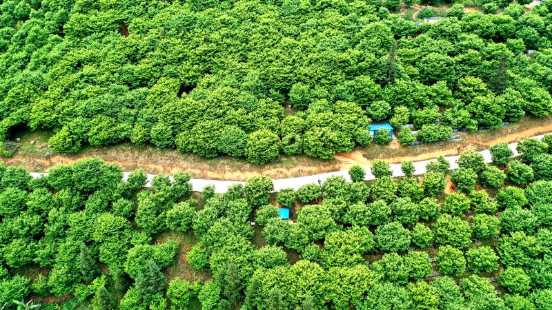 4、洛郎村万亩板栗基地。.jpg