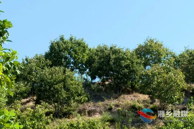 种板栗的经济前景_致富效益种植板栗视频_板栗种植效益致富