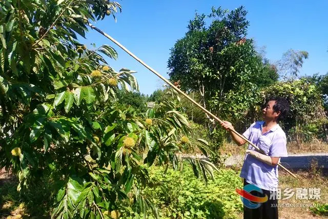 种板栗的经济前景_板栗种植效益致富_致富效益种植板栗视频