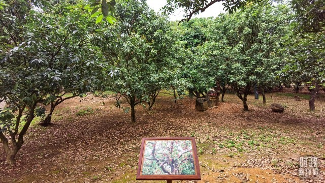 靠特色种植致富_种植致富业_致富种植视频全集