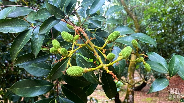 靠特色种植致富_致富种植视频全集_种植致富业