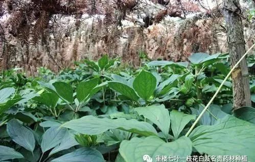 种植发财致富_种植致富经_种植发家致富