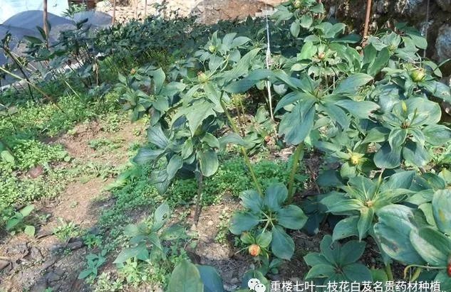 种植致富经_种植发家致富_种植发财致富