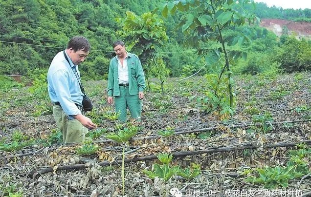 种植发财致富_种植致富经_种植发家致富