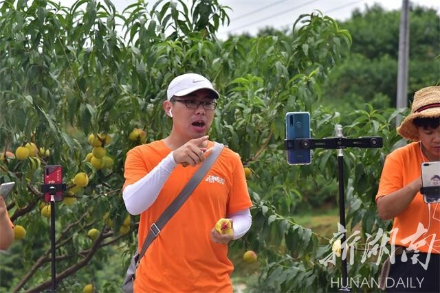 云端种植致富水果_致富经种水果_致富果树