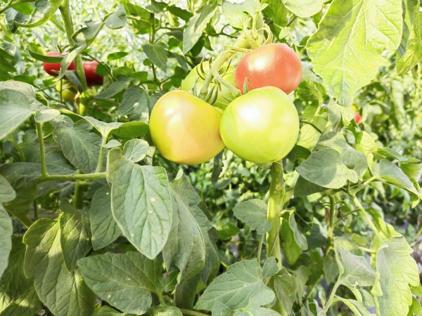 树莓种植效益怎么样_致富经树莓_致富经 树莓