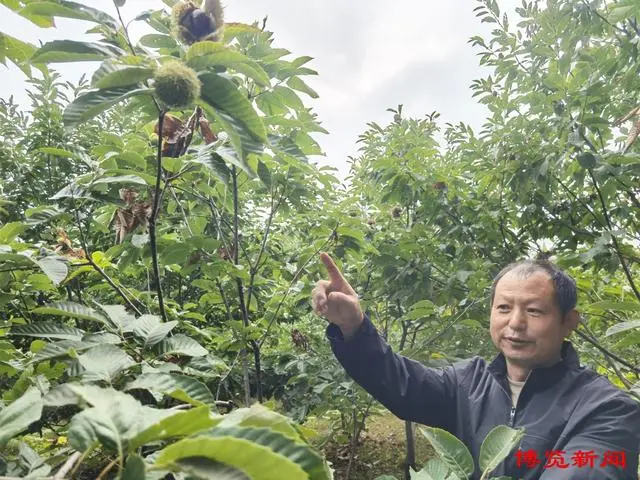 板栗种植效益致富_种板栗的经济前景_种植板栗赚钱吗