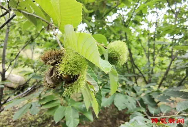 种植板栗赚钱吗_种板栗的经济前景_板栗种植效益致富