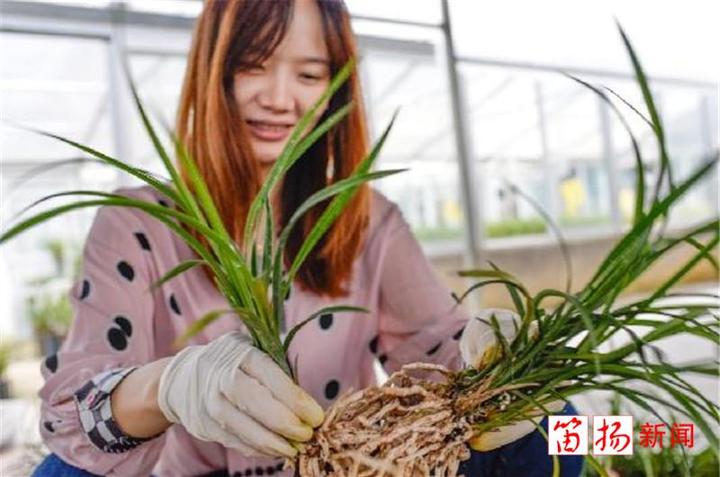 致富花木种植技术视频_种植花木致富_种花致富选什么品种