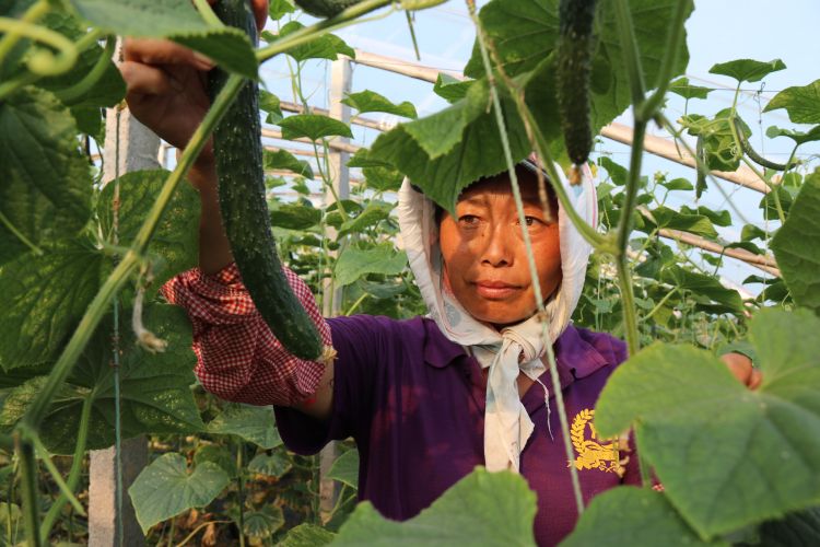 树莓种植效益怎么样_树莓产品_致富经 树莓