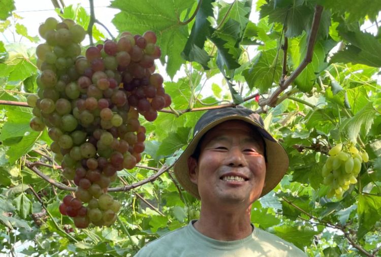 树莓种植效益怎么样_树莓产品_致富经 树莓