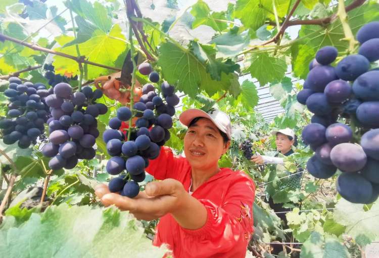 树莓产品_树莓种植效益怎么样_致富经 树莓