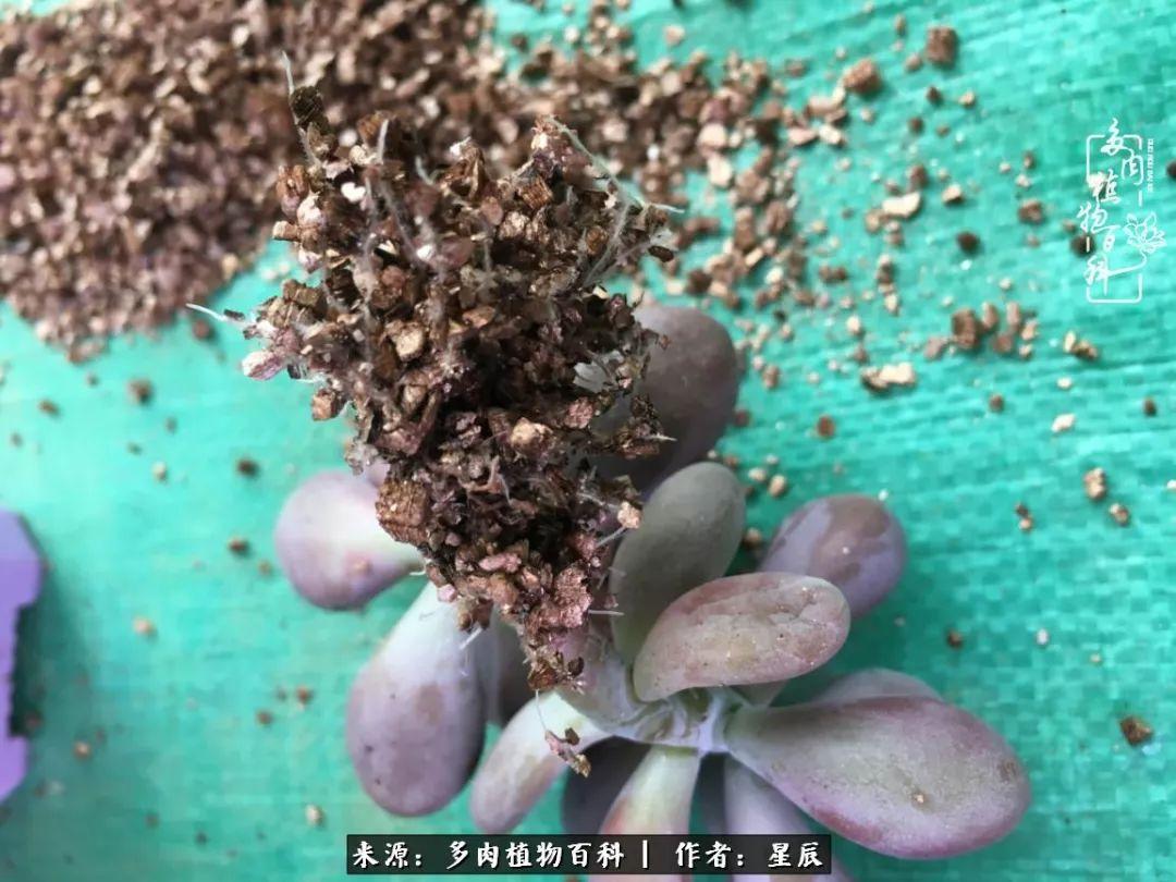 双层中蜂箱养殖技术视频_双层蜂箱使用技术视频_双层蜂箱的作用