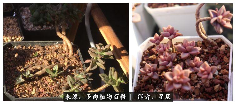 双层蜂箱使用技术视频_双层中蜂箱养殖技术视频_双层蜂箱的作用