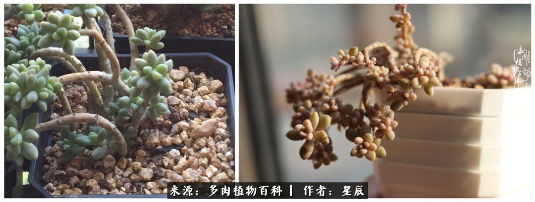 双层蜂箱使用技术视频_双层蜂箱的作用_双层中蜂箱养殖技术视频