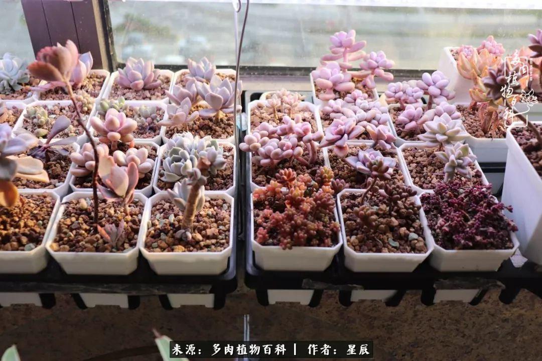 双层蜂箱的作用_双层蜂箱使用技术视频_双层中蜂箱养殖技术视频