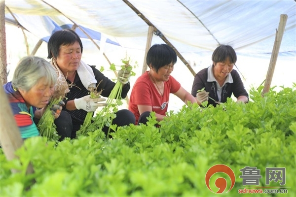 大棚里的致富经_致富大棚种植靠什么赚钱_靠大棚种植致富