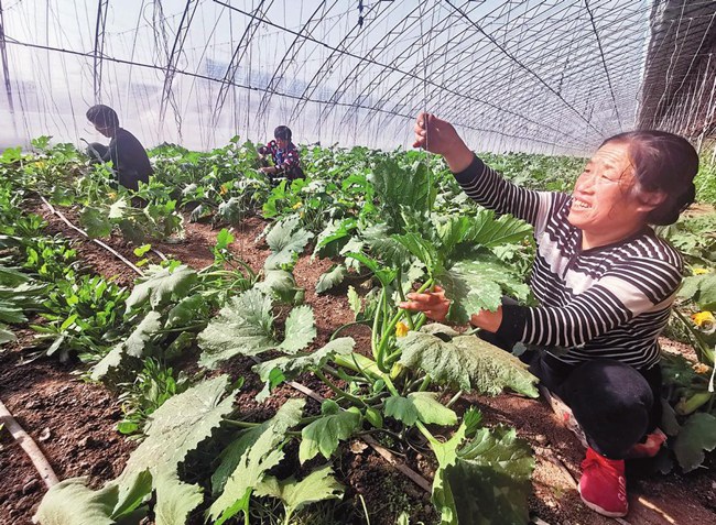 农村秸秆的致富经视频_致富经秸秆变草带来的财富_秸秆变草致富经