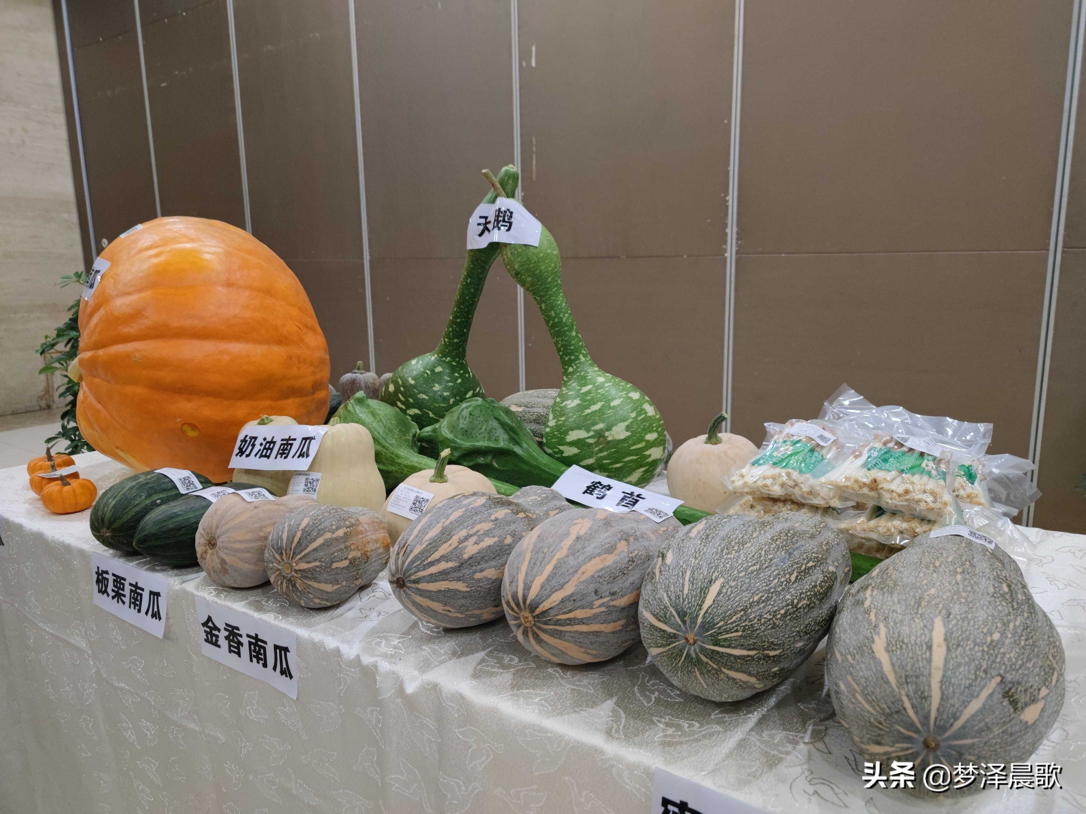 巨型葫芦种植技术要点_巨型葫芦如何种植技术_巨型葫芦种植技术视频