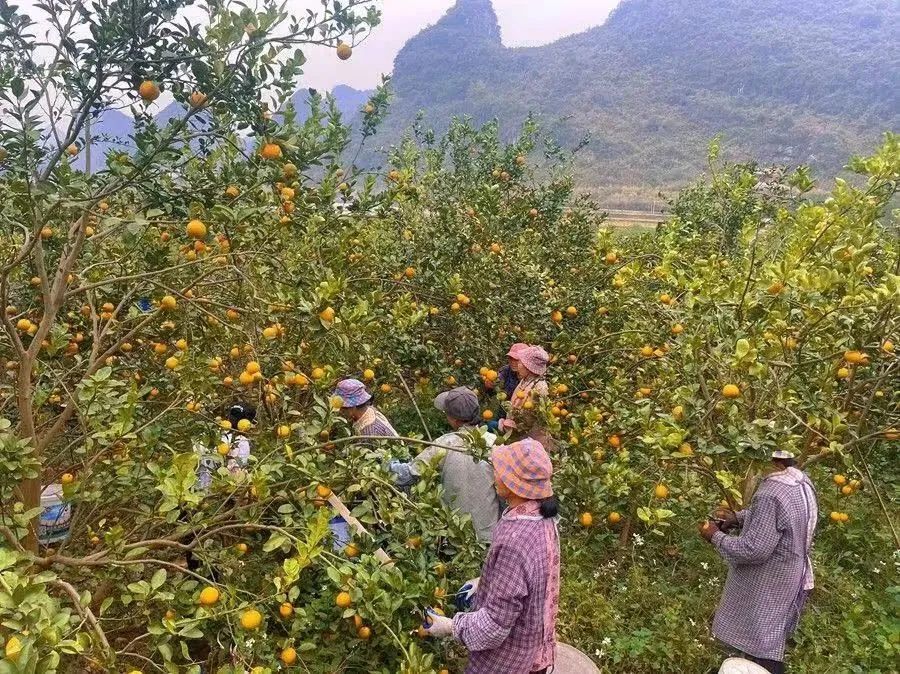 黄金柑种植致富_致富种植黄金柑怎么样_致富种植黄金柑好不好