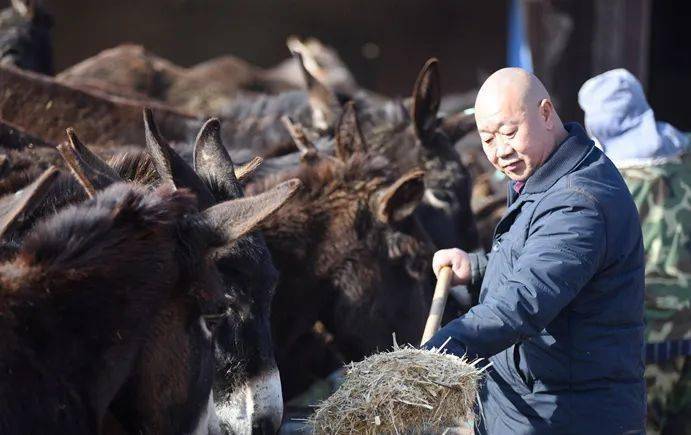 致富养殖河北项目有哪些_河北养殖致富项目_河北省养殖业什么最赚钱农村