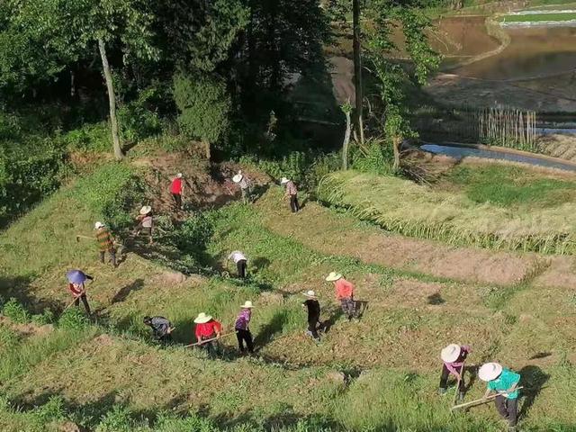 大竹县：中药材种植助力乡村振兴