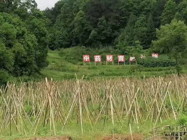 大竹县：中药材种植助力乡村振兴