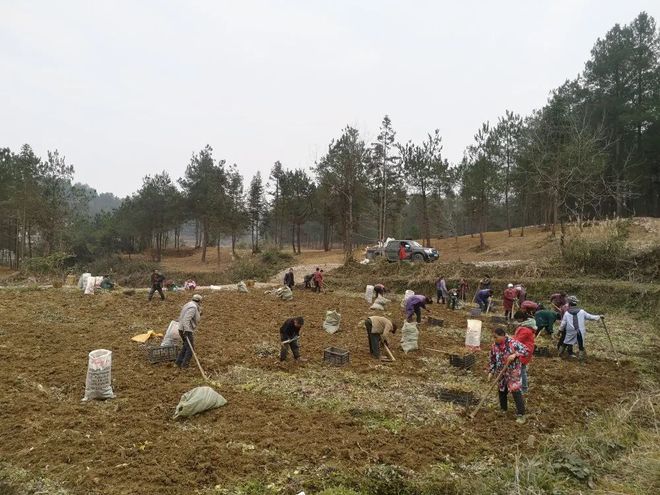 贵州岑巩：百花前胡获丰收，客楼小镇“药”致富