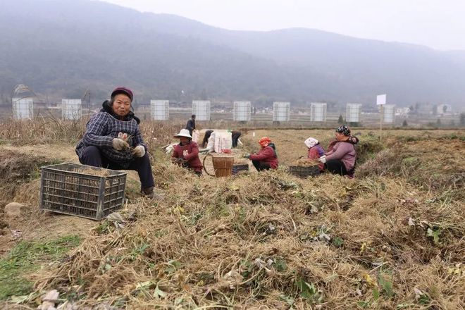 种植重楼赚钱吗_种植重楼是不是骗局_种植重楼致富故事