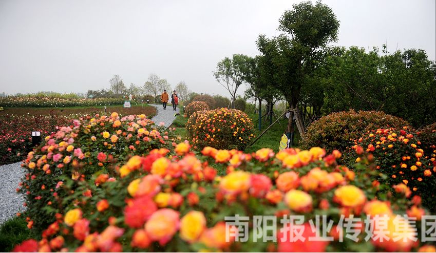 致富经种月季花_月季种植致富项目_致富月季种植项目介绍