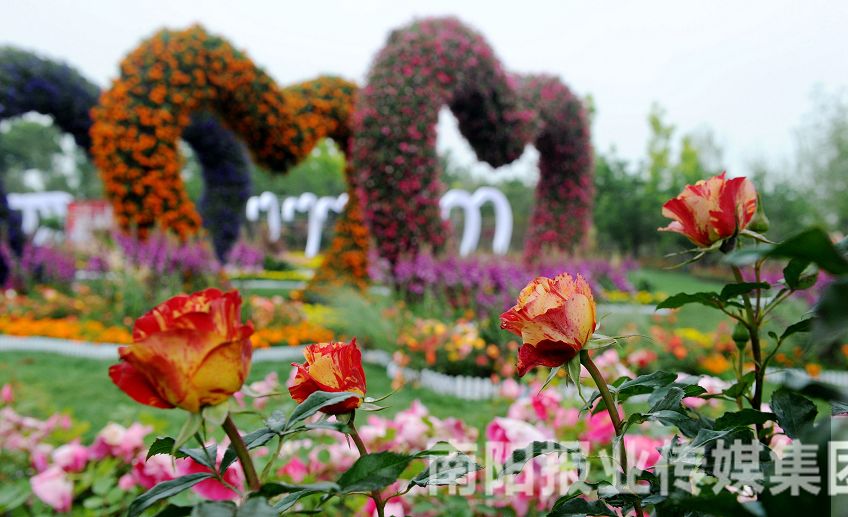 致富经种月季花_月季种植致富项目_致富月季种植项目介绍