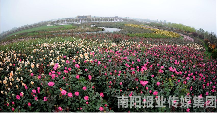 月季种植致富项目_致富经种月季花_致富月季种植项目介绍