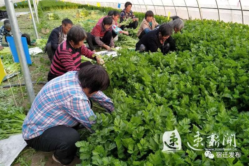 月季种植利润有多大_致富月季种植项目介绍_月季种植致富项目