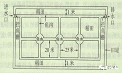 养殖鲫鱼工程技术方案_工程鲫鱼养殖技术_鲫鱼养殖成功案例